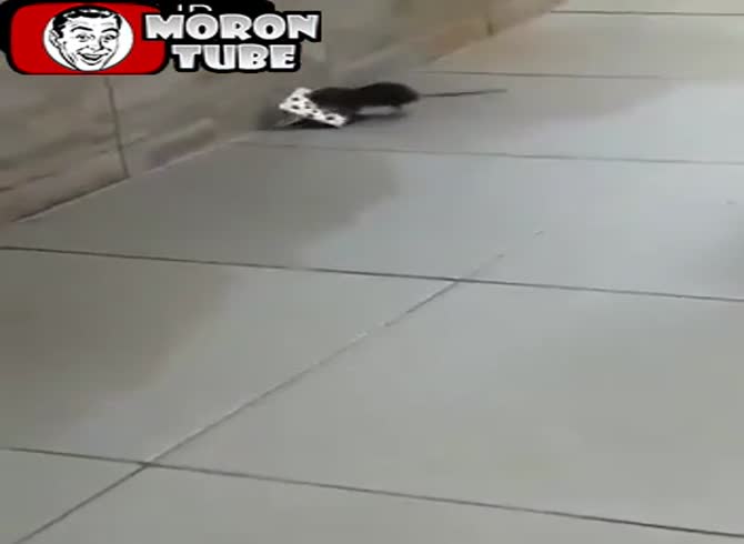 Video :A mouse makes fun of a guy